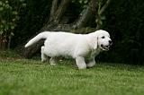 GOLDEN RETRIEVER 955